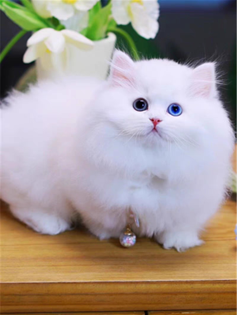 猫舍直销,批发价出售,米努特矮脚猫